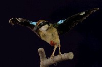 藏品(八色鳥)的圖片